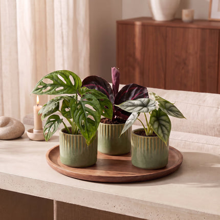 Baby Planten Jungle Mix - Diversen 3x - Tropisch - incl. Linnea Olive - Ø6cm - ↕10-15cm