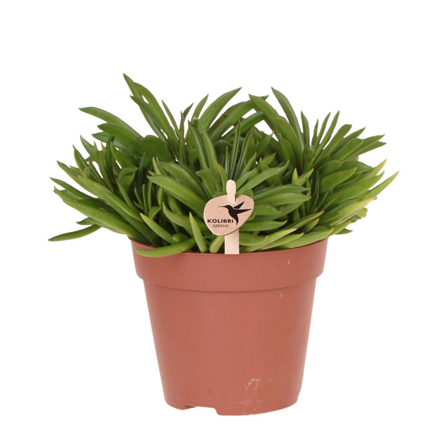 Peperomia Happy Beam - Vetplant - Ø12cm - Kolibri Greens