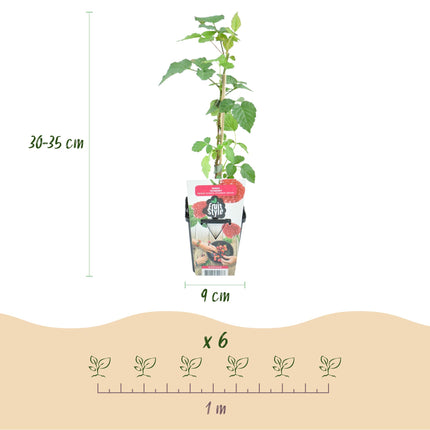 Groseille rouge (Rubus Tayberry) - ↕30-35cm - Ø9cm - 3x