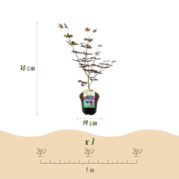 Terrasplant - Japanse Esdoorn - Acer palmatum Trompenburg -Donker Paars - 2 Planten - Bladverliezend - ↕70cm - Ø19cm