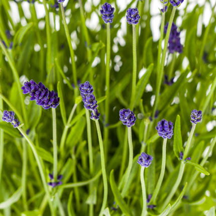 Lavandula angustifolia - ↕40-50cm - Ø19cm - 2x