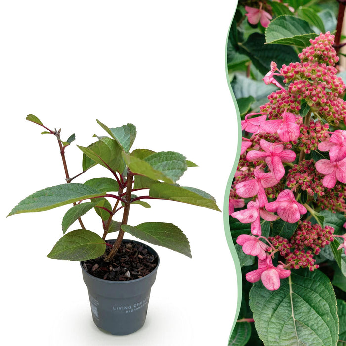 Hydrangea panniculata Living Infinity - Pluimhortensia - Winterhard - Wit - 1 Plant - Pot 12cm - Hoogte Hoogte 20-30cm
