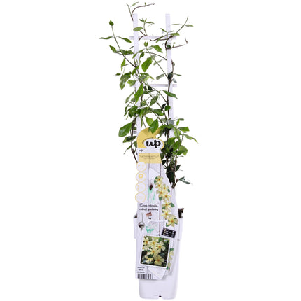 Trachelospermum 'Star of Toscana' - Gul toscansk jasmin - ↕65cm - Ø15cm