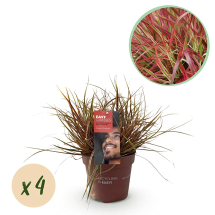 Uncinia Rubra Everflame - Junco rojo - 4x- ↕50cm - Ø17cm