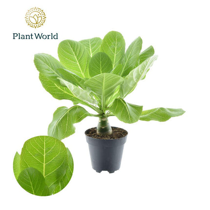 Brighamia Insignis 'Hawaii Palm' - ↕37cm - Ø12cm