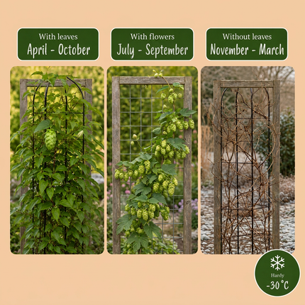 Humulus lup. Nordbrau - Noordbrouwhop 6x - Groen - Klimplant - Ø9cm - ↕35cm