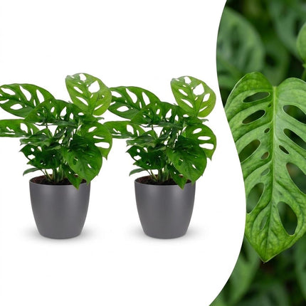 Monstera Adansonii - Rhaphidophora Tetrasperma - 2x - met Potter Grijs - Pot 12cm - Hoogte - 25cm