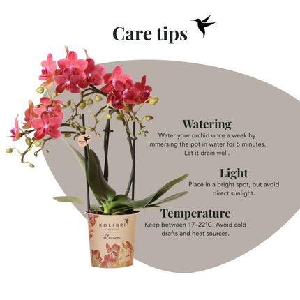 Kolibri Orchids | Plantenset Glow Rood - Rode Phalaenopsis Orchidee Blossom Congo & 2 Succulenten