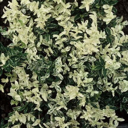 Euonymus fortunei 'Arlecchino' - Cappello da cardinale giapponese - ↕10-25cm - Ø9cm - 60x