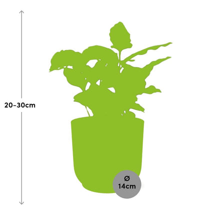 Coffea Arabica in elho Vibes Fold Ø14cm yellow - ↕20-30cm