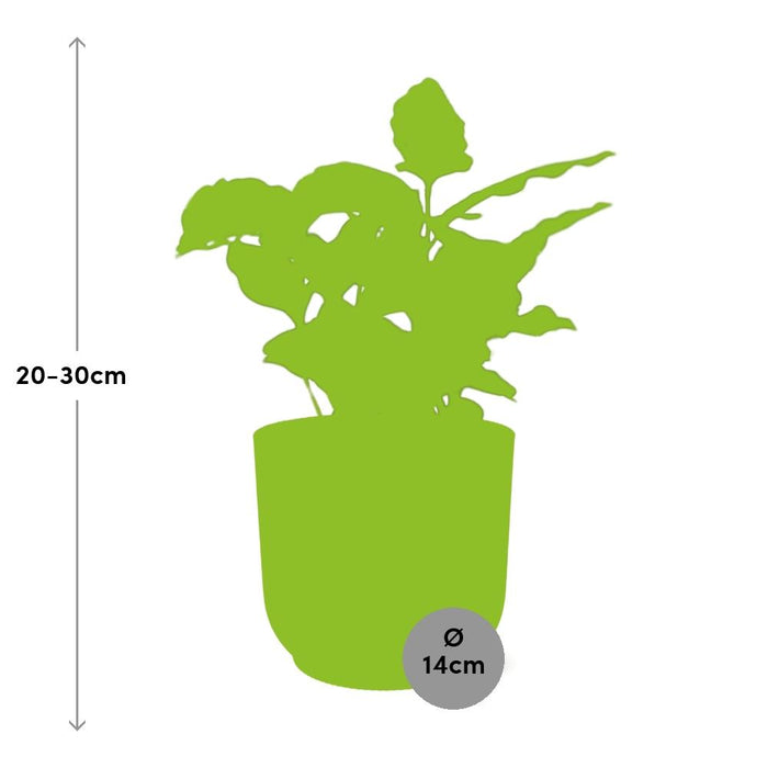 Coffea Arabica in elho Vibes Fold Ø14cm geel - ↕20-30cm