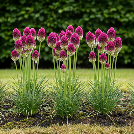 Flower bulbs - Allium Sphaerocephalon - Color Purple - 100 pieces - Bulb size 5/6 - XXL Pack