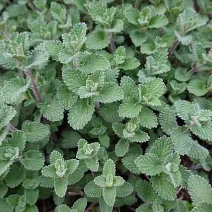 Nepeta faassenii - Kattenkruid - ↕10-25cm - Ø9cm - 6x