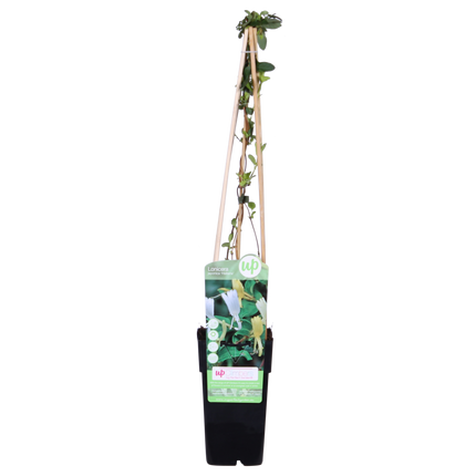 Lonicera Japonica 'Halliana' - Caprifoglio - ↕65cm - Ø15cm