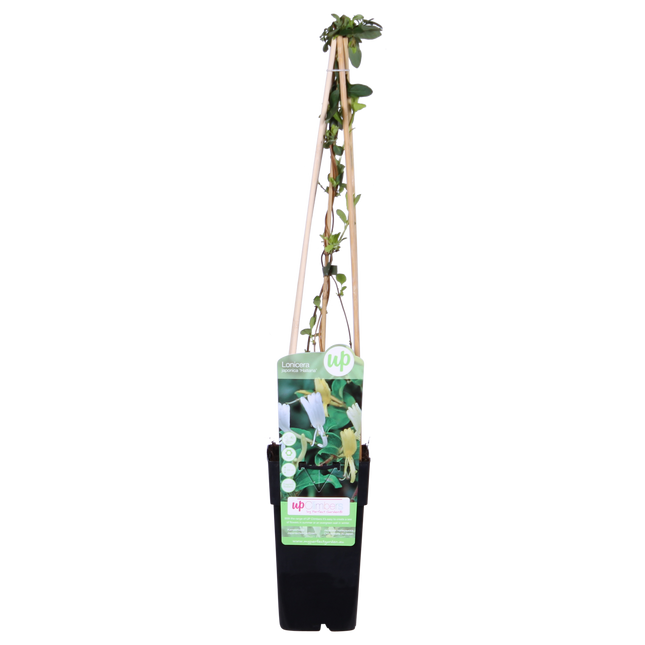 Lonicera Japonica 'Halliana' - Kamperfoelie - ↕65cm - Ø15cm