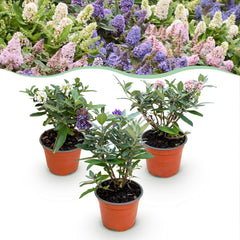 Collection image for: Butterfly bush (Buddleja davidii)