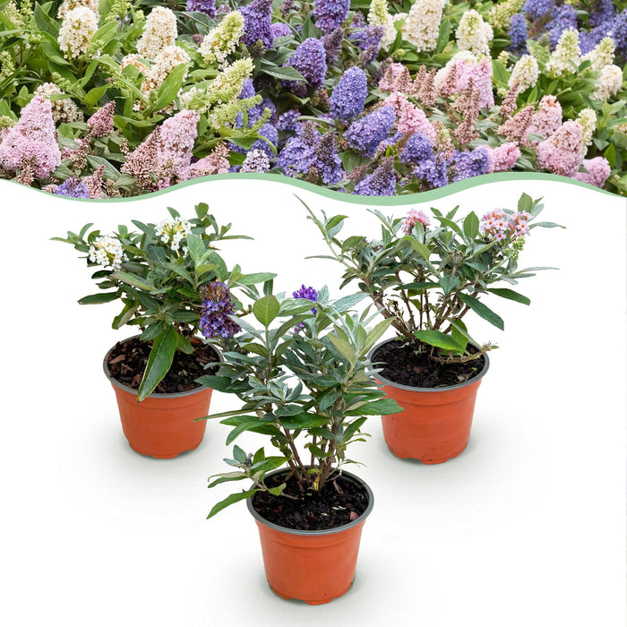 Buddleja davidii Sommerfuglebusk Lille Trifarvet - Sommerfuglebusk - Kompakt - Lyserød-Hvid-Lilla - ↕20-25cm - Ø12cm - 3x