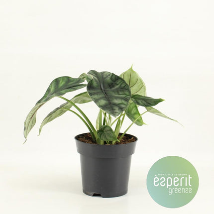 Alocasia Dragon Scale - Elephant Ear - ↕25cm - Ø14cm