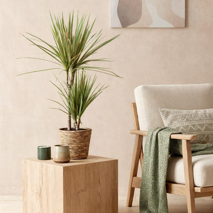 Dracaena Marginata Bicolor - Drakenbloedboom - met mand - ↕90-100cm - Ø17cm - 2x