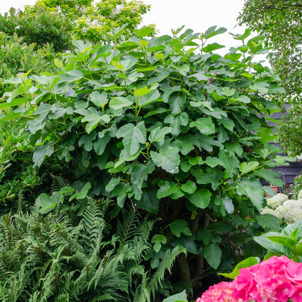 Ficus Gustissimo Perretta - ↕50cm - Ø19cm