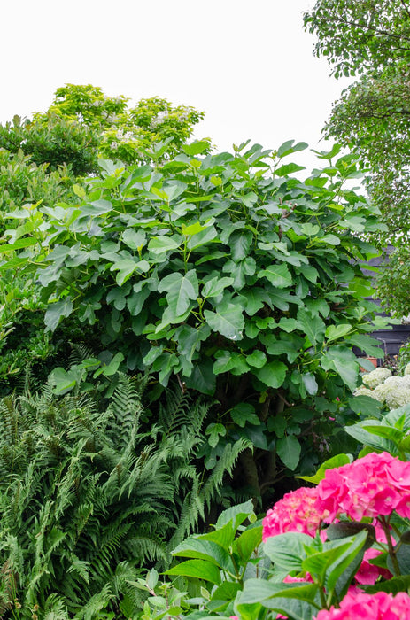 Ficus Gustissimo Perretta - ↕50cm - Ø19cm