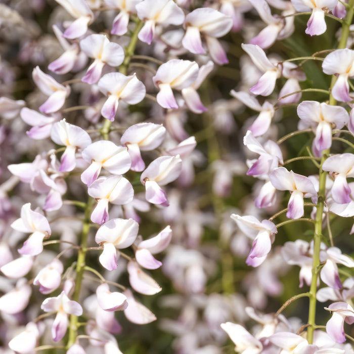 Blauwe regen - Wisteria floribunda Rosea - Bloem roze - ↕40cm - Ø11cm