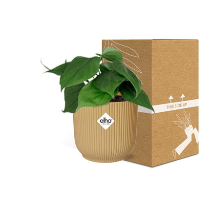Philodendron Scandens + elho Vibes Fold Ø14cm yellow