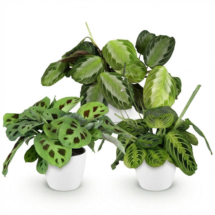 Marantha Silverband, Marantha Lemon Lime Marantha Kerchoveana - Gebedsplant - met witte plantenpotten - ↕25cm - Ø12cm - 3x