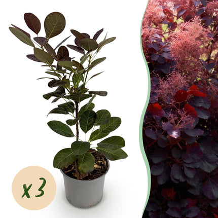 Cotinus coggygria Royal Purple - Pruikenboom - Paars - ↕35cm - Ø12cm - 3x