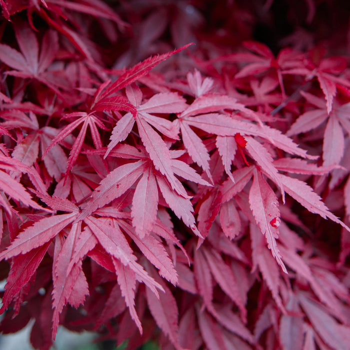 Terrasplant - Japanse Esdoorn - Acer palmatum Skeetsers Broom - Paars - 2 Planten - Bladverliezend - ↕70cm - Ø19cm
