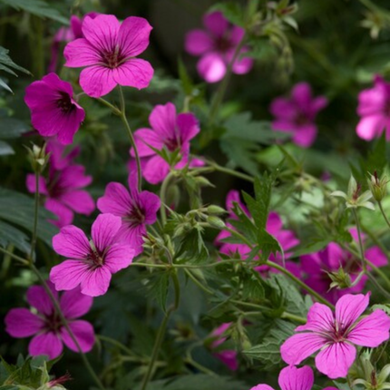 Geranium sanguineum 'Max Frei' - Bloedooievaarsbek - ↕10-25cm - Ø9cm - 6x