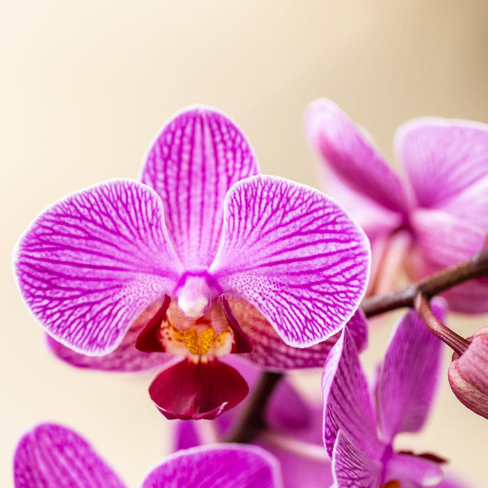 Paarse orchidee Vienna + Malaga sierpot Lila - potmaat Ø9cm | bloeiende kamerplant