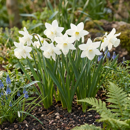 60x Narcissus Triandrus Thalia - Bloembollen - Engelennarcis - Wit - Voorjaarsbloeier - Bolmaat 10/12