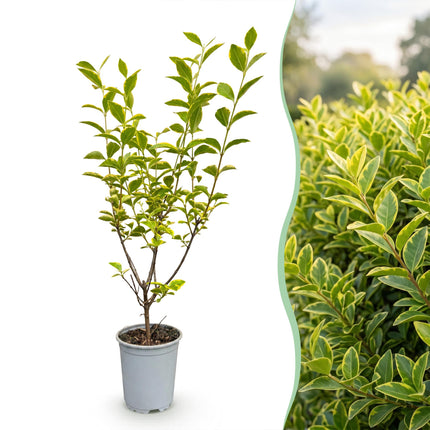 Ligustrum ovalifolium Aureum - Bontbladige Liguster - 24x Haagplanten - Groenblijvend - Bont - Pot 9cm - Hoogte 35-45cm