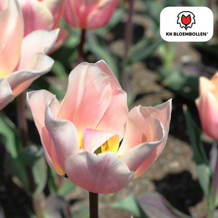 Apricot Delight Tulip Bulbs – 20 Pieces | KH Bloembollen® | Pink Apricot Tulip – Soft & Fresh – Gift for Garden or Pot – Size 11/12 – Fresh from the Grower!