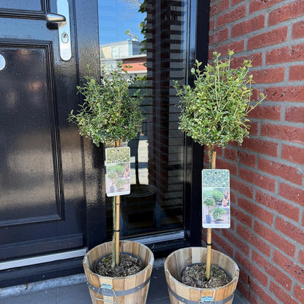 Euonymus fortunei Emerald Gaiety - Stilkplante - Terrasseplante - ↕90cm - Ø19cm