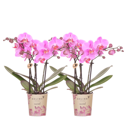 Kolibri Orchids | Combi Deal - 2 Roze-Paarse Phalaenopsis Orchideeën Mineral Frederikstad - Ø9 cm