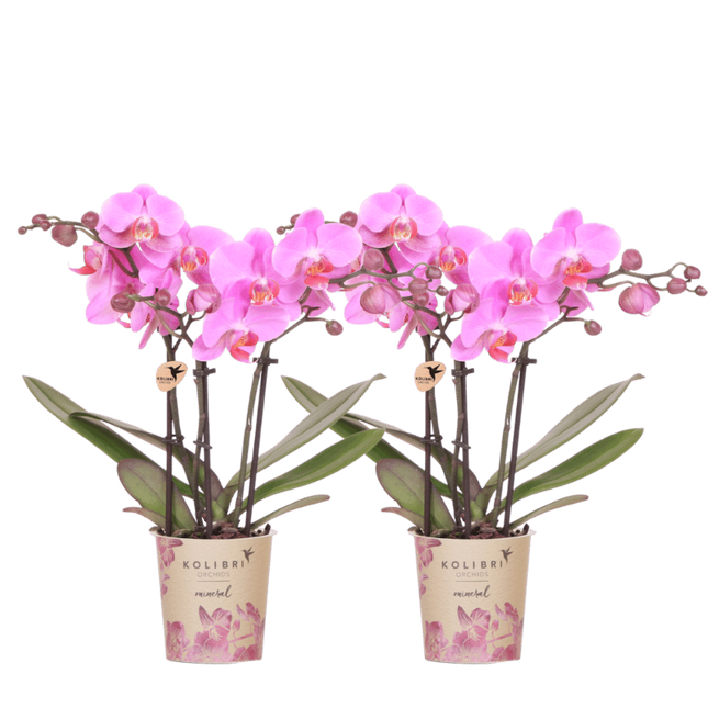 Kolibri Orchids | Combi Deal - 2 Roze-Paarse Phalaenopsis Orchideeën Mineral Frederikstad - Ø9 cm