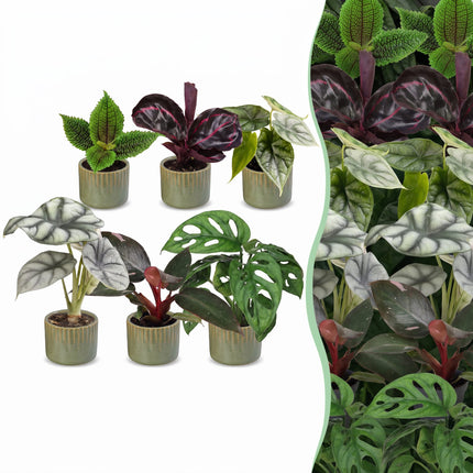 Baby Planten Jungle Mix - Diversen 6x - Tropisch - incl. Linnea Olive - Ø6cm - ↕10-15cm