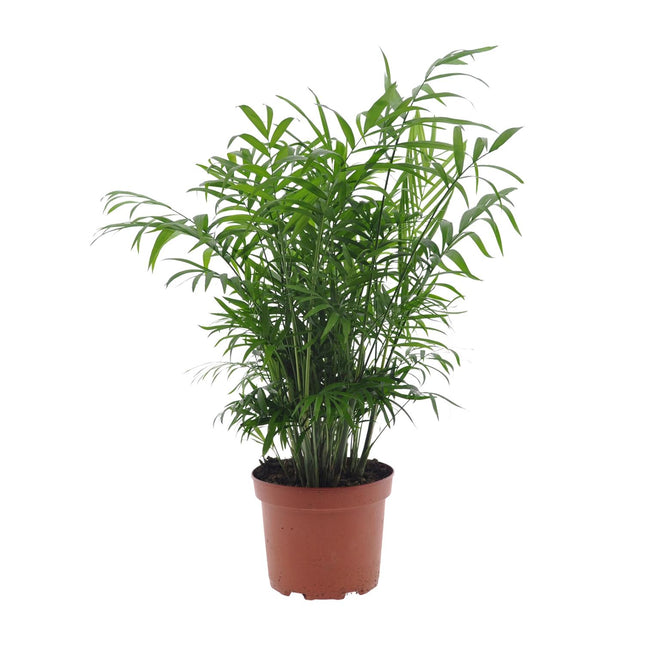 Chamaedorea Elegans - Mexican Mountain Palm - ↕50cm - Ø17cm
