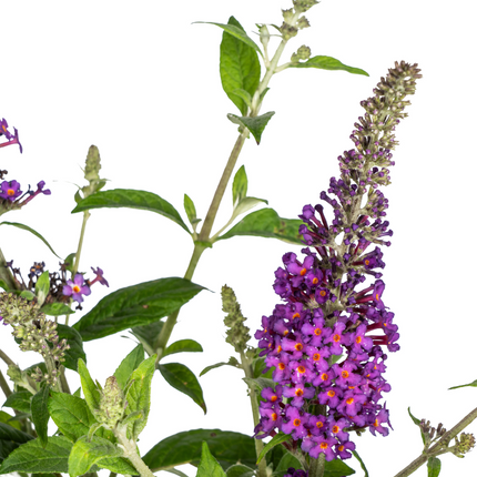 Buddleja Davidii Púrpura - Arbusto de mariposas - ↕40-50cm - Ø19cm