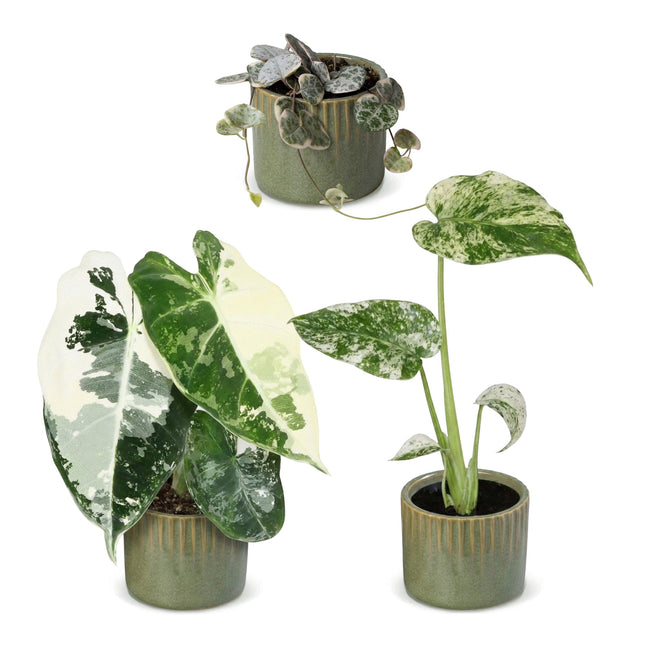 Baby Planten Variegata Mix - Diversen 3x - Tropisch - incl. Linnea Olive - Ø6cm - ↕10-15cm