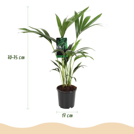 Howea Forsteriana - Kentiapalme - ↕70-75cm - Ø17cm - 2x