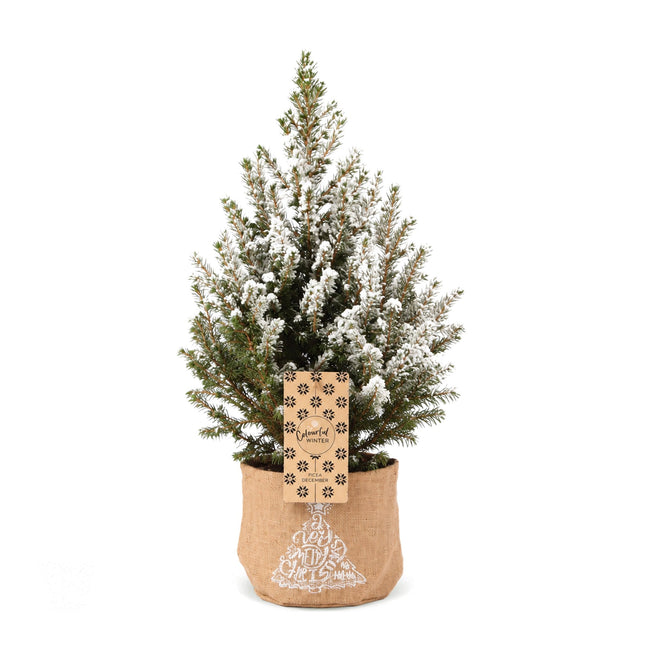 Picea glauca Conica - Kegelspar - Groen - Wit - Kerstboom - incl. jute zak - Ø17cm - ↕65cm