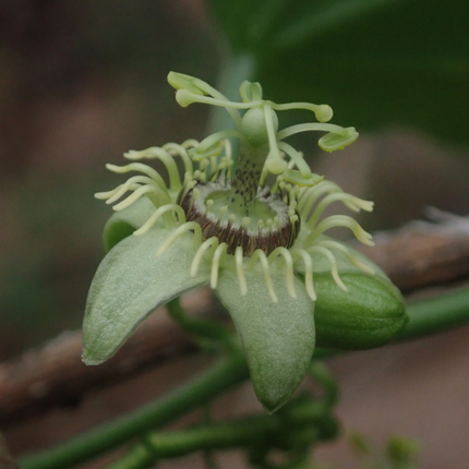 Passiflora caerulea ‘Constance Elliott’ 6x – P9 pot – elegante wit bloeiende passiebloem