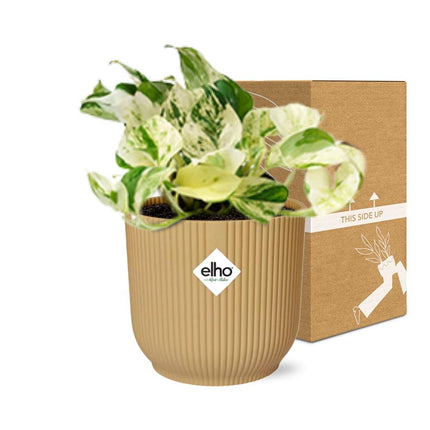 Epipremnum Pinnatum Happy Leaf in elho Vibes Fold Ø14cm giallo