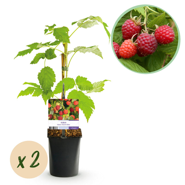 Raspberry - Rubus idaeus Autumn Bliss - Red Raspberry - ↕40cm - Ø11cm - 2x