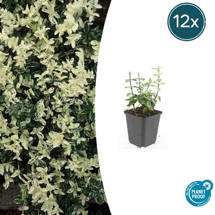 Euonymus fortunei 'Harlequin' - Cappello del cardinale giapponese - ↕10-25cm - Ø9cm - 12x