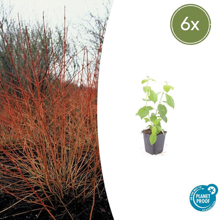 Cornus sanguinea 'Midwinter Fire' - Kornoelje - ↕10-25cm - Ø9cm - 6x