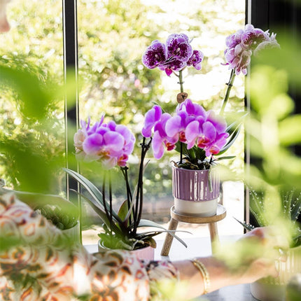 Kolibri Orchids | Combi Deal - 2 Roze-Paarse Phalaenopsis Orchideeën Mineral Frederikstad - Ø9 cm
